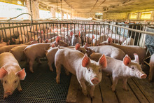 Pig Farms In Confinement Mode
