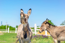 Funny Laughing Donkey. Portrait Of Cute Livestock Animal Showing Teeth In Smile. Couple Of Grey Donkeys On Pasture At Farm. Humor And Positive Emotions Concept