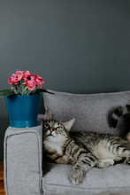 Tabby Cat Sitting In A Tiny Gray Sofa With Pots Of Flowers On The Sofa Arms