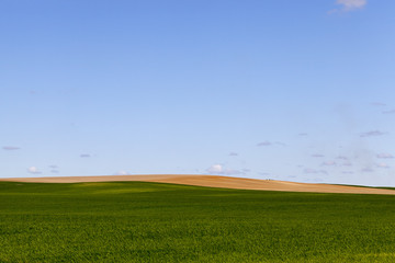 Wall Mural - field of green cereal