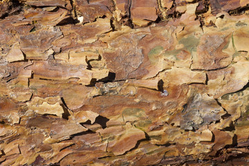 trunk and bark