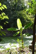 jungle bambu swamp thailand