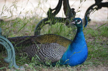 Wall Mural - peacock bird beauty