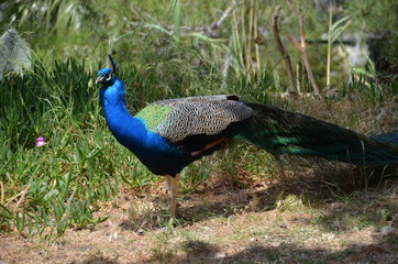 Wall Mural - peacock bird nature