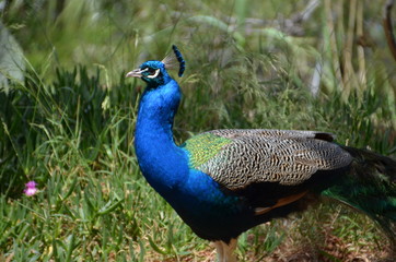 Wall Mural - peacock bird nature