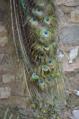 Wall Mural - peacock bird nature