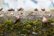 Group of small snails in urban setting
