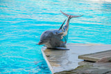 Fototapeta Paryż - Riccione , Włochy - 18 maja 2018: Delfin w Oltremare Family Experience Park w słoneczny dzień
