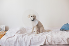 White Poodle Wearing Dog Cone Sitting On A Bed