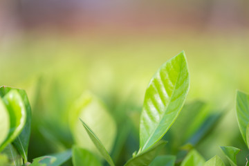 Wall Mural - nature view of green leaf on blurred greenery background in garden,Green nature concept.