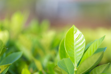 Wall Mural - nature view of green leaf on blurred greenery background in garden,Green nature concept.