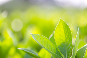 Wall Mural - nature view of green leaf on blurred greenery background in garden,Green nature concept.