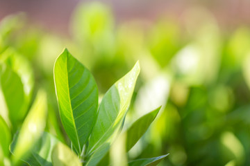 Wall Mural - nature view of green leaf on blurred greenery background in garden,Green nature concept.