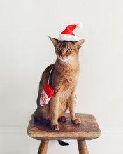 Cat In Christmas Hat