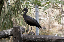A Glossy Ibis