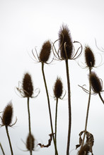 Dried Thistle Plants