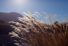 Grass Against A Blue Sky On Mountain