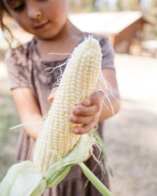 Little Girl Cleaning The Silk From An Ear Of Corn