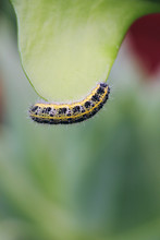 Cabbage White Caterpillar Feeding On A Cactus Leaf