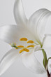 © pixelstories/Stocksy - White Lily close-up. Stacked images for focus throughout the image.