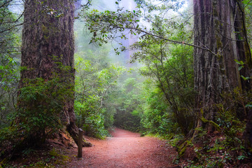 Hiking in the Redwoods