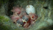 Sleepy Baby Chickadees On The Hatch Day