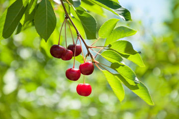 Wall Mural - Red and sweet cherry on a branch just before harvest. Beautiful cherry on a light green natural summer background.