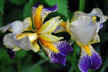 Purple, White And Yellow Couple Iris Flowers Blooming, Blurry Green Leaves Background, Top View
