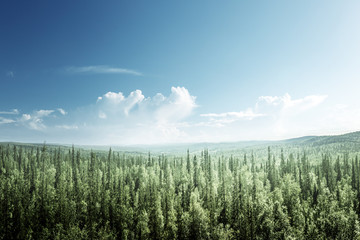 Wall Mural - fir tree forest in sunny day