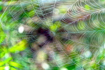 Beautiful spiderweb with dew drops on the silk rope the sunlight in the morning