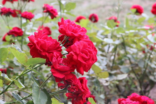 Rosen Im Garten Buy This Stock Photo And Explore Similar Images At Adobe Stock Adobe Stock