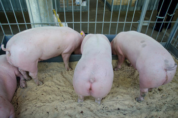 Pigs on the farm