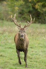 Wall Mural - Beautiful stag with great antlers on green meadow