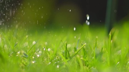 Poster - Grass with rain drops. Watering lawn. Blurred grass background with water drops closeup. Nature. Environment concept. Slow motion 4K UHD video 3840X2160