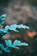 Close-up Of Bluish Gray Leaves Of Cineraria Senecio