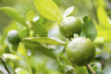 Green limes hanging on a tree in the garden. Lemon fruit with vitamin C high.