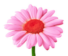 Flower Pink Orange Daisy Isolated On White Background. Close-up. Flower Bud On A Green Stem. Element Of Design.