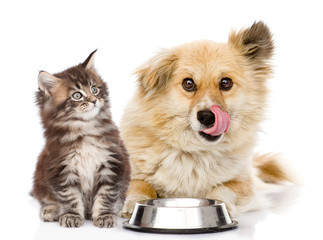 Poster - kitten and licking lips hungry dog sitting together near bowl. isolated on white background
