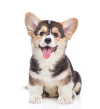 Happy Brown Pembroke Welsh Corgi Puppy Looking At Camera. Isolated On White Background