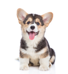 Aufkleber - Happy Brown Pembroke Welsh Corgi puppy looking at camera. isolated on white background