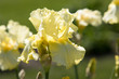 Yellow Iris blooms on a beautiful spring day