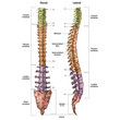 Skeleton Spine .Lateral+ Dorsal