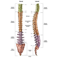 Skeleton Spine .Lateral  Dorsal