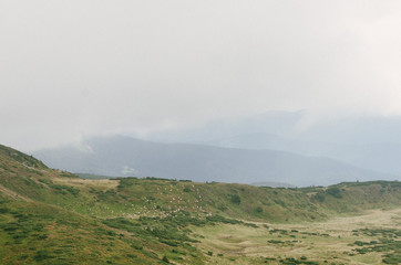 Herd of sheep on beautiful mountain meadow