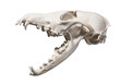 Skull of a red fox (Vulpes vulpes) on a white background