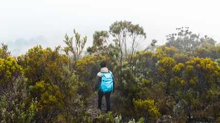 Man hiking in a forest in la Plaine des Cafres, Reunion Island