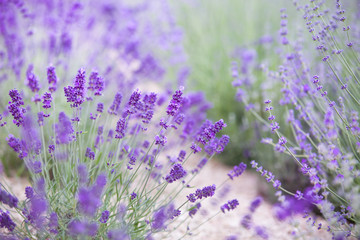 Wall Mural - Sunset gleam over purple flowers of lavender. Provence region of france.