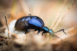 Beatle insect in garden closeup macro 