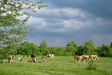 A herd of cows graze in the summer in the background of thunderclouds.