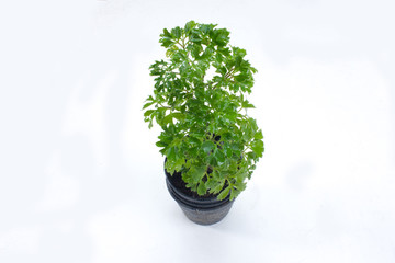polyscias pinnata 'marginata' on white background.